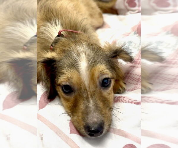 Medium Photo #4 Mutt Puppy For Sale in San Diego, CA, USA