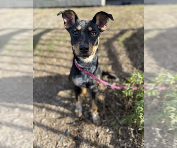 Medium Photo #2 Boxer Puppy For Sale in Salinas, CA, USA