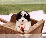 Small #1 Cavapoo