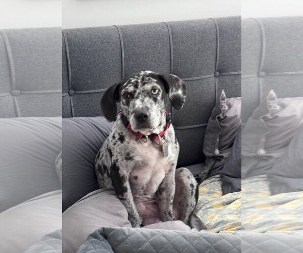 Medium Photo #5 Black and Tan Coonhound-Catahoula Leopard Dog Mix Puppy For Sale in Atlanta, GA, USA