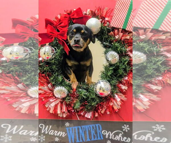 Medium Photo #2 Chihuahua-Unknown Mix Puppy For Sale in Rockaway, NJ, USA