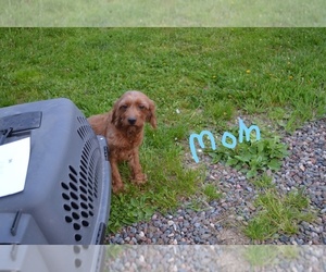 Mother of the Cavapoo puppies born on 04/15/2023