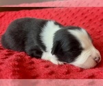Small #6 Australian Shepherd