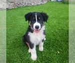 Image preview for Ad Listing. Nickname: Litter of 5
