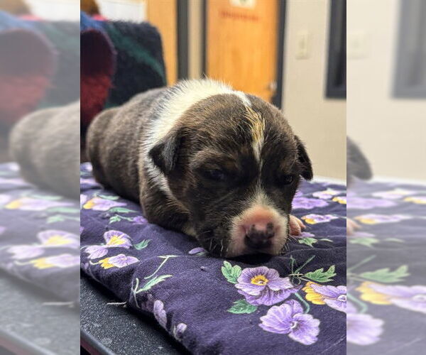 Medium Photo #1 American Pit Bull Terrier-German Shepherd Dog Mix Puppy For Sale in Modesto, CA, USA