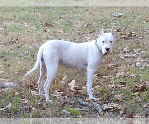 Mother of the Dogo Argentino puppies born on 12/04/2019