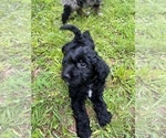 Small Photo #1 Aussiedoodle Puppy For Sale in MORGANTON, NC, USA