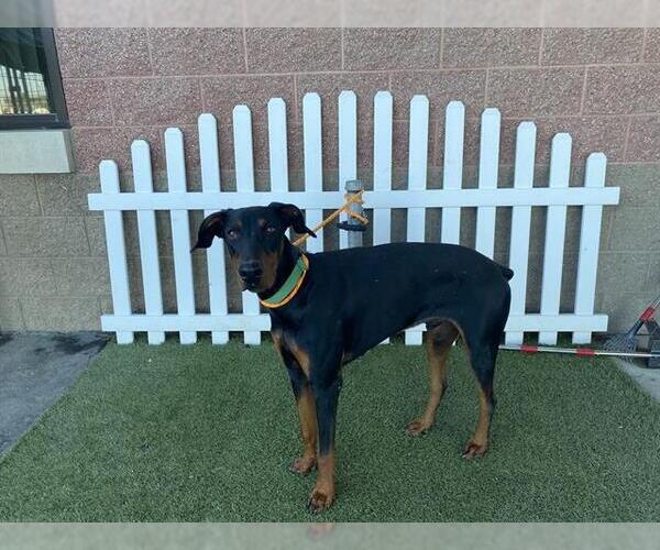 Medium Photo #1 Doberman Pinscher Puppy For Sale in Modesto, CA, USA