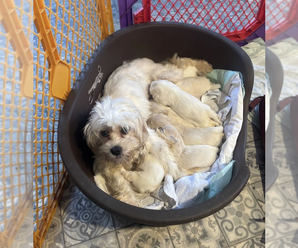 Medium Photo #4 Maltese-Unknown Mix Puppy For Sale in Rockville, MD, USA