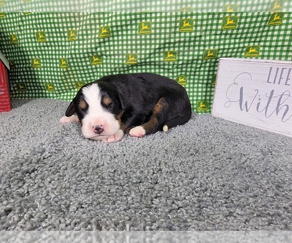 Medium Photo #2 Bernese Mountain Dog Puppy For Sale in BLACK FOREST, CO, USA