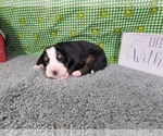Puppy 1 Bernese Mountain Dog
