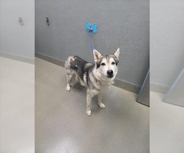 Medium Photo #1 Siberian Husky-Unknown Mix Puppy For Sale in Las Vegas, NV, USA