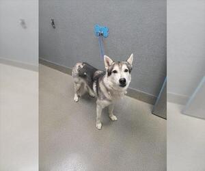 Siberian Husky-Unknown Mix Dogs for adoption in Las Vegas, NV, USA