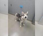 *LIMA BEAN - Male Siberian Husky-Unknown Mix Dog for Adoption - Small photo