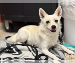 Chi-Corgi Dogs for adoption in Pueblo, CO, USA