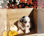 Small Photo #5 Australian Shepherd Puppy For Sale in RUSSELL, IA, USA