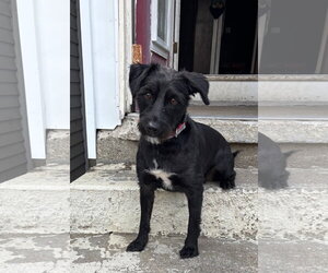 Mutt Dogs for adoption in Cranston, RI, USA