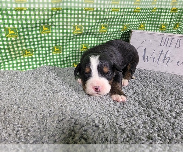 Medium Photo #14 Bernese Mountain Dog Puppy For Sale in BLACK FOREST, CO, USA