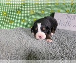 Small #4 Bernese Mountain Dog