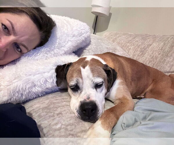 Medium Photo #5 Boxer Puppy For Sale in Burnsville, MN, USA