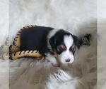 Small #31 Australian Shepherd