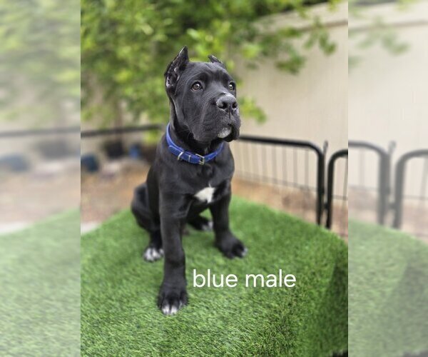 Medium Photo #3 Cane Corso Puppy For Sale in LAS VEGAS, NV, USA