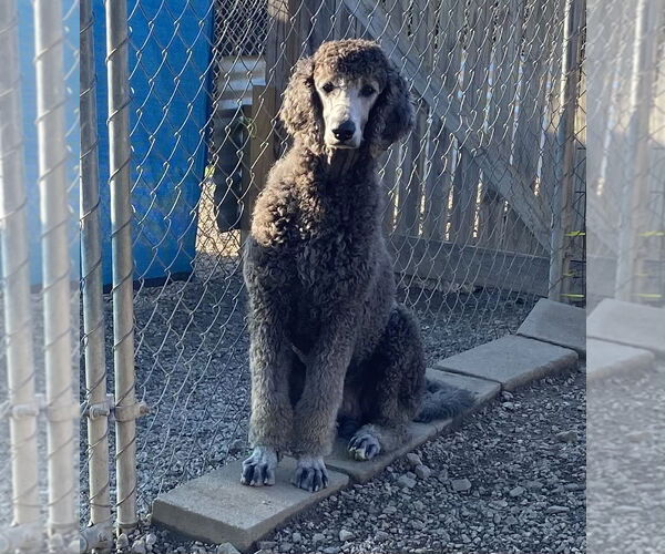 Medium Photo #3 Poodle (Standard) Puppy For Sale in Pacolet, SC, USA