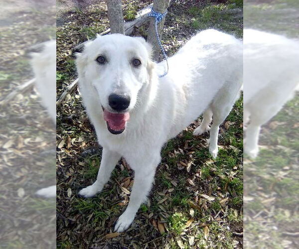 Medium Photo #3 Great Pyrenees Puppy For Sale in Spring, TX, USA