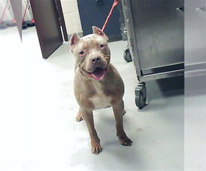 Mutt Dogs for adoption in Fayetteville, NC, USA