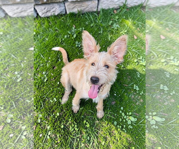 Medium Photo #5 Texas Heeler-Unknown Mix Puppy For Sale in McKinney, TX, USA
