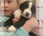 Small Photo #6 Aussiedoodle-Bernedoodle Mix Puppy For Sale in BOISE, ID, USA