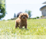 Small Photo #5 Cavapoo Puppy For Sale in WARSAW, IN, USA
