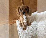Small #2 Cavalier King Charles Spaniel