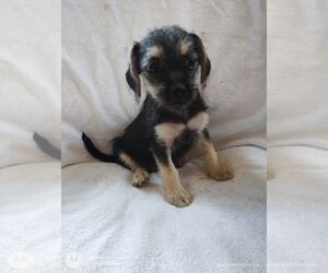 Chihuahua-Unknown Mix Dogs for adoption in Arlington, WA, USA