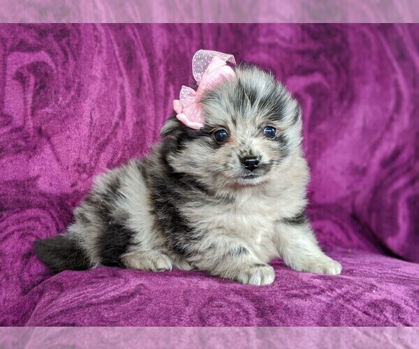 Medium Photo #2 Pomeranian Puppy For Sale in LINCOLN UNIV, PA, USA