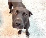 Small #1 Labrador Retriever