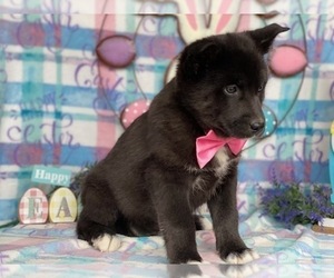 Labrador Retriever-Siberian Husky Mix Puppy for sale in LANCASTER, PA, USA