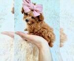 Hand Delivery - Female Poodle (Toy) Puppy for Sale - Photo #18