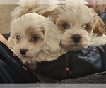 Small Photo #8 Cavapoo Puppy For Sale in FAIR GROVE, MO, USA