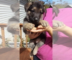 Small Photo #4 German Shepherd Dog Puppy For Sale in LAWRENCEBURG, TN, USA