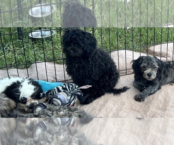 Medium Photo #1 ShihPoo Puppy For Sale in GLOUCESTER, VA, USA