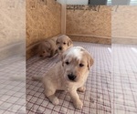 Small #22 Goldendoodle