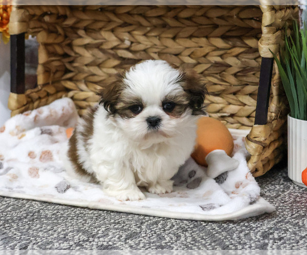 Medium Photo #1 Shih Tzu Puppy For Sale in SYRACUSE, IN, USA