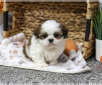 Tin Man - Male Shih Tzu Puppy for Sale - Small photo