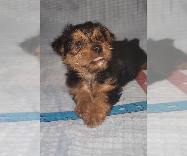 Medium Photo #7 Yorkshire Terrier Puppy For Sale in AKRON, OH, USA