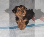 Small Photo #301 Yorkshire Terrier Puppy For Sale in AKRON, OH, USA