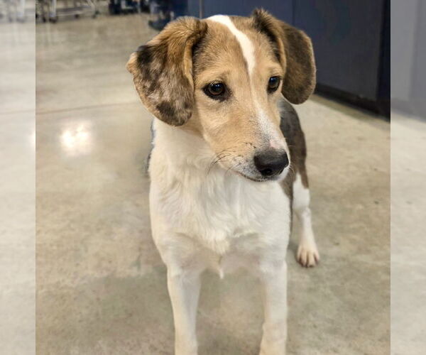 Medium Photo #3 Beagle-Unknown Mix Puppy For Sale in Batavia, OH, USA