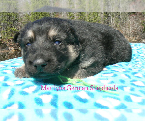Medium Photo #2 German Shepherd Dog Puppy For Sale in PIEDMONT, MO, USA