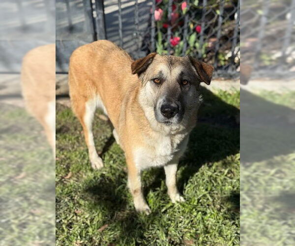 Medium Photo #2 German Shepherd Dog Puppy For Sale in Riverside, CA, USA