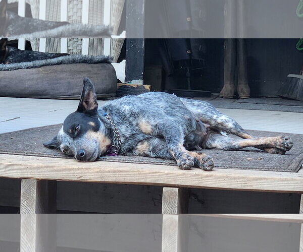 Medium Photo #3 Mutt Puppy For Sale in Paso Robles, CA, USA